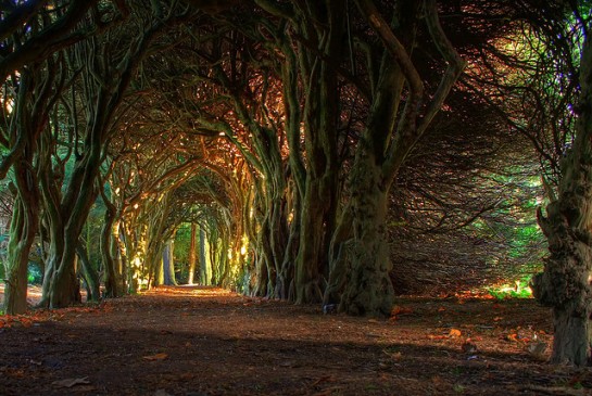 Tree Tunnel, Mueth, Ireland 